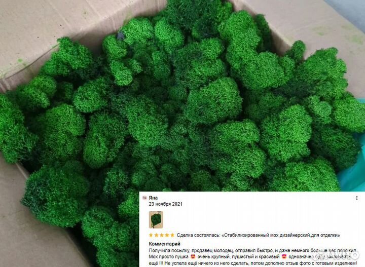 Стабилизированный мох ягель для панно