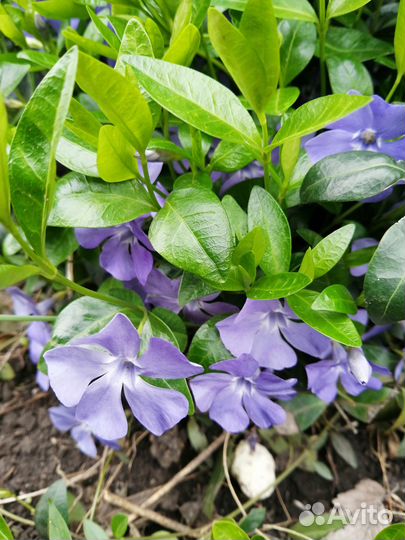 Барвинок, яснотка, гвоздика травянка