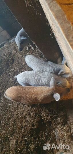 Поросята Венгерская мангалица