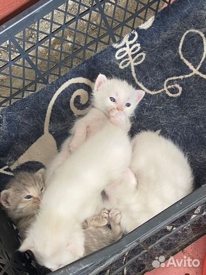 Кошки в добрые руки