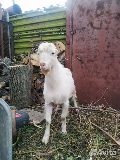 Козел ламанча