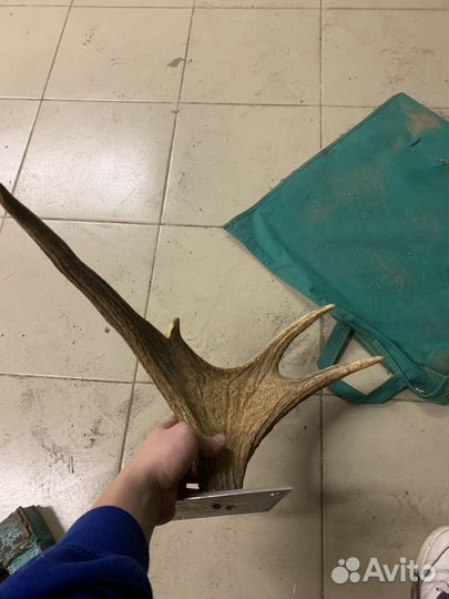 Продам рога лося