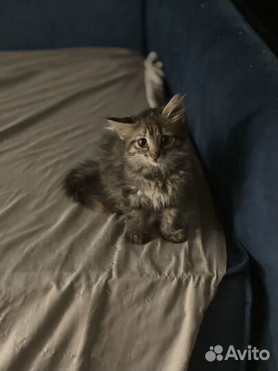 Котенок Зайка(девочка) ищет мамочку