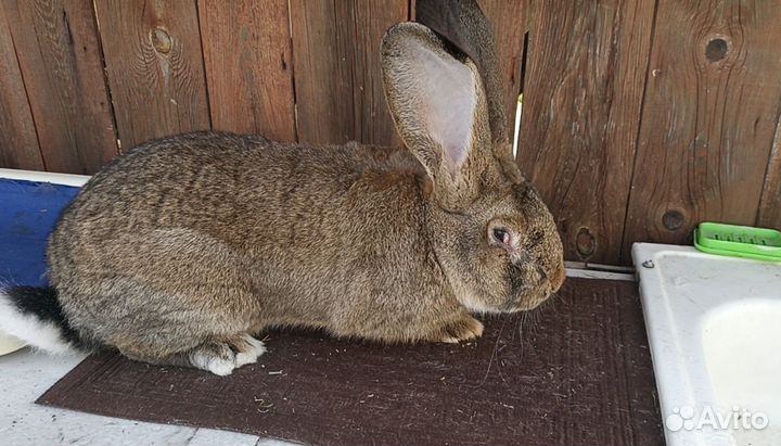 Кролики фландр (ризен)