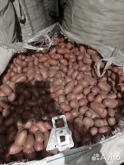 Продам картофель