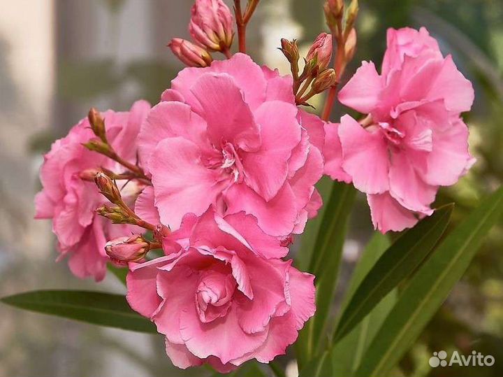 Комнатные цветы