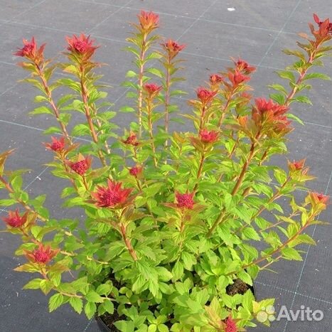 Декоративные кустарники (с зкс)