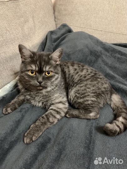 Британская кошка в дар