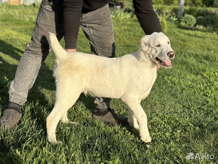 Щенки алабай (Среднеазиатская овчарка)