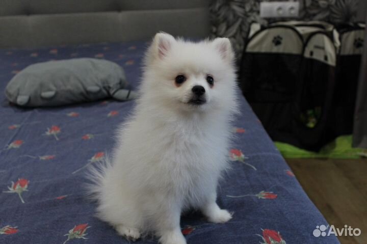 Щенки шпица