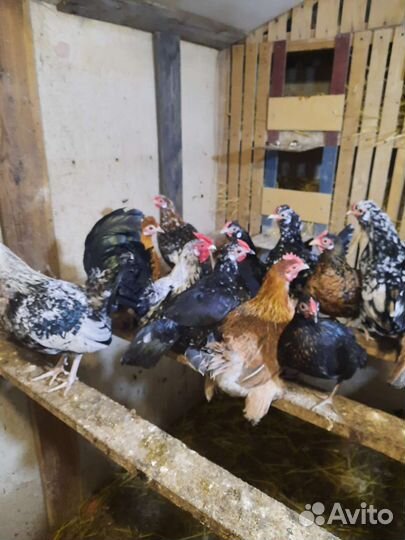 Куры бентамки