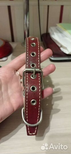 Собачьи ошейники