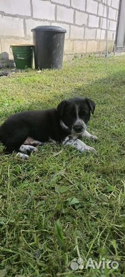 Отдам щенков