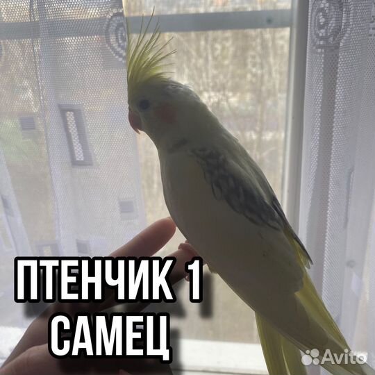 Попугай корелла птенцы