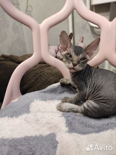 Донской сфинкс