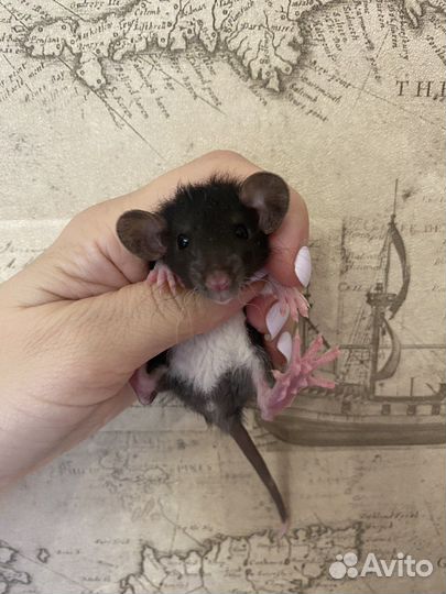 Крысята Дамбо много окрасов