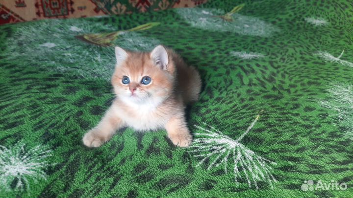 Очаровашка