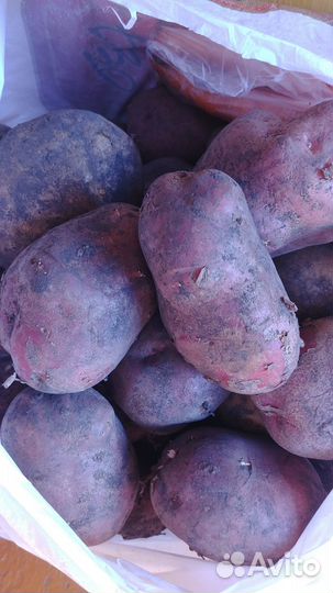 Картофель крупный