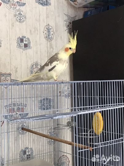 Попугай корелла с клеткой