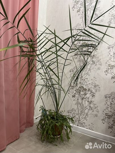 Финиковая пальма