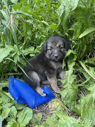 Щенок мальчик в добрые руки