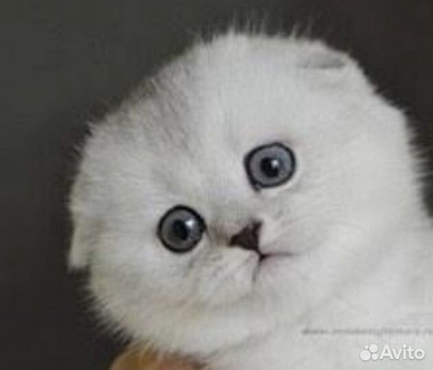 Шотландские красавцы