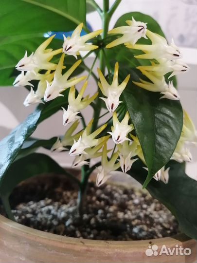 Хойя мультифлора