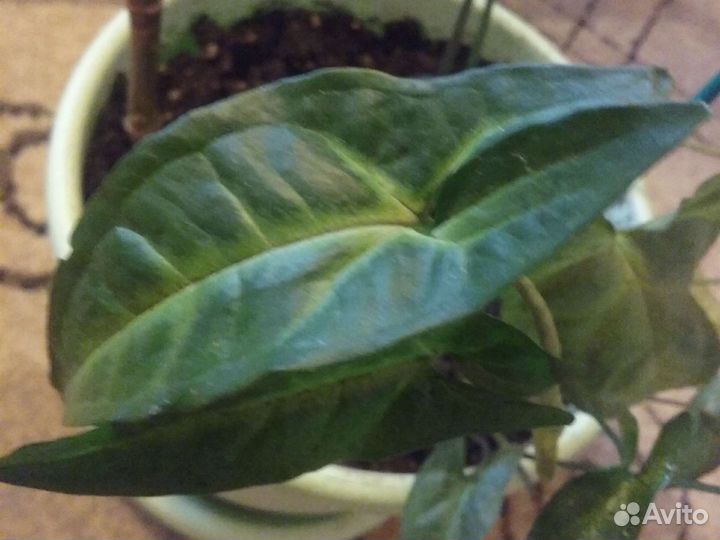 Сингониумы, калатеи