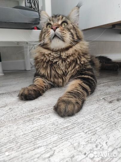 Кот мейн-кун вязка