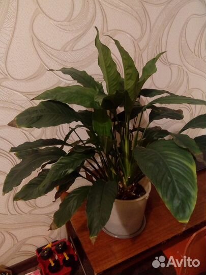 Спатифиллюм