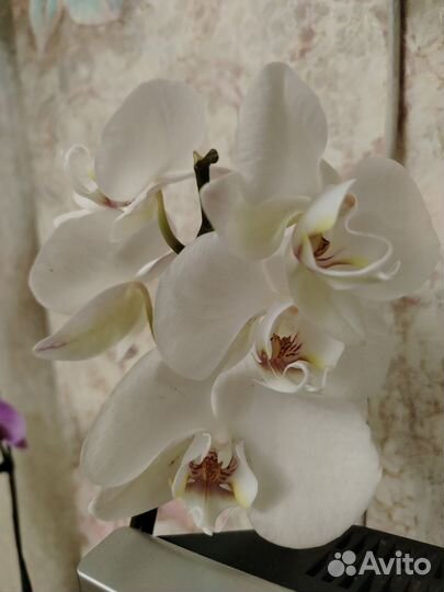 Орхидея фаленопсис
