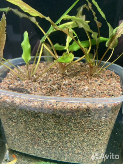 Грунт для аквариума