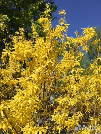 Растения для сада