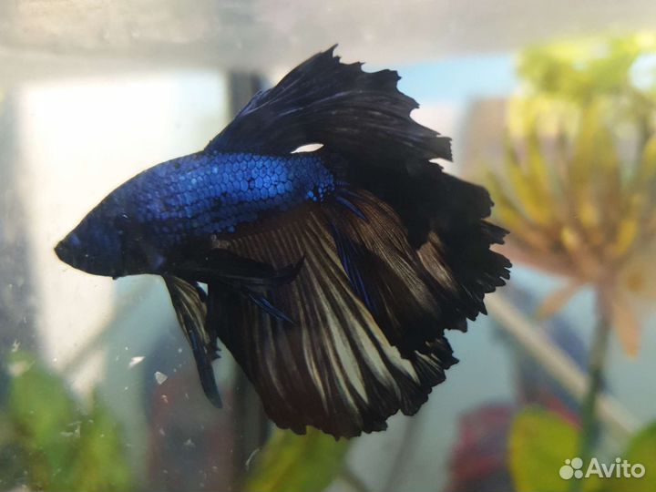 Аквариумные рыбы Петрушки и Курочки