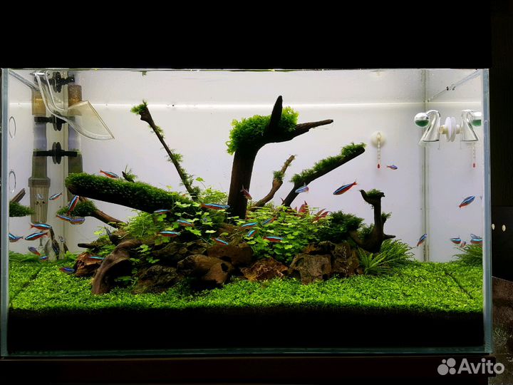 Оформление и обслуживание пресноводных аквариумов