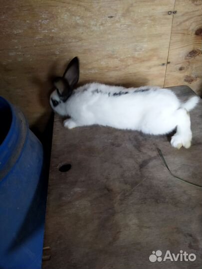 Кролик