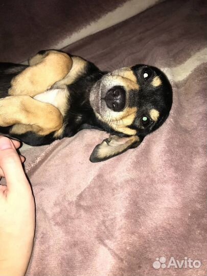 Собака в добрые руки