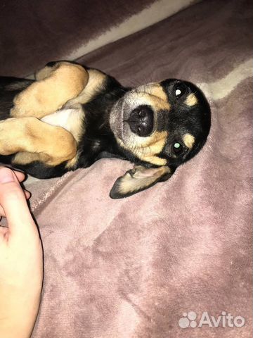 Собака в добрые руки