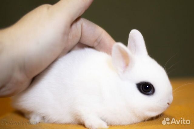 Белоснежные малыши карликовые крольчата