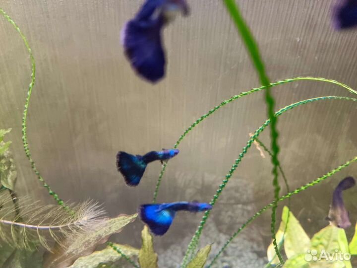 Гуппи московские синие-зеленые. Чистая линия