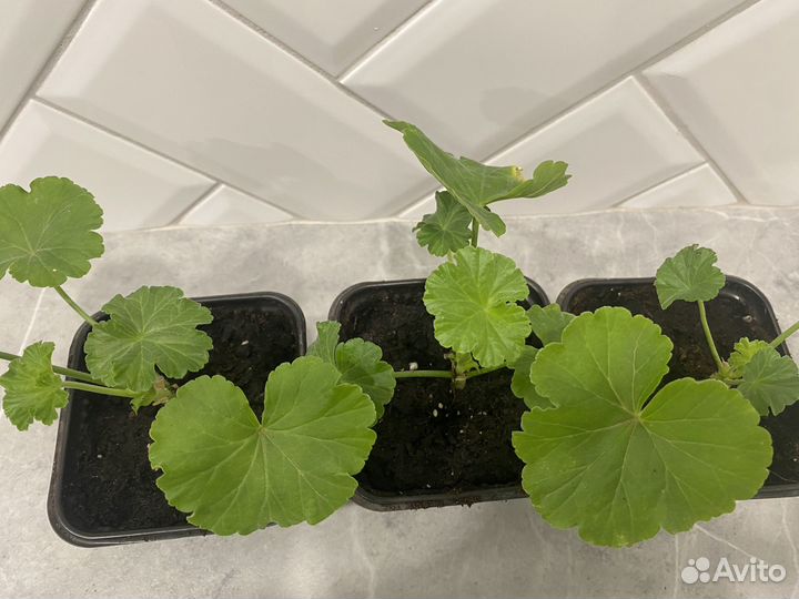 Герань пеларгония розебудная красная