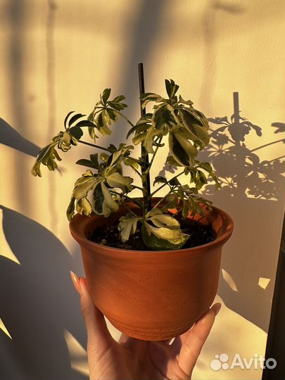 Шефлера вариегатная