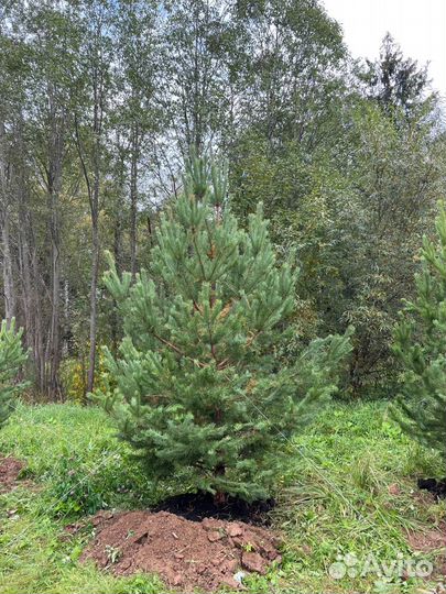 Живые ели и сосны 4 метра