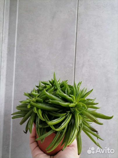 Пеперомия happy bean