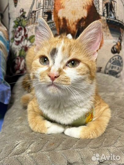 Красивая рыжая кошечка Лиса в заботливые ручки