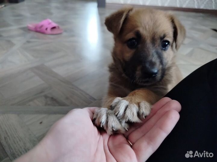 Собака в добрые руки