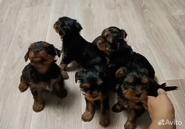 Йоркширский терьер щенки стандарт