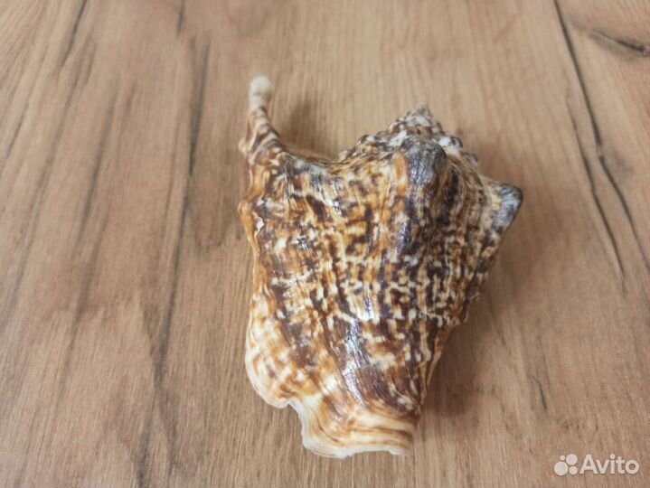 Морская раковина