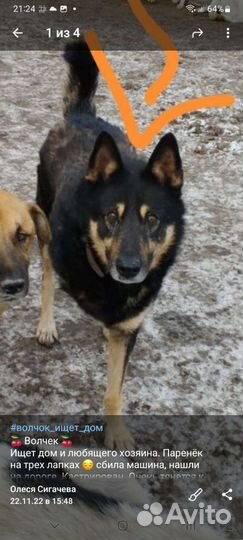 Волчок ищет дом