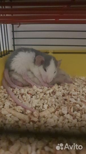 Крысы дамбо